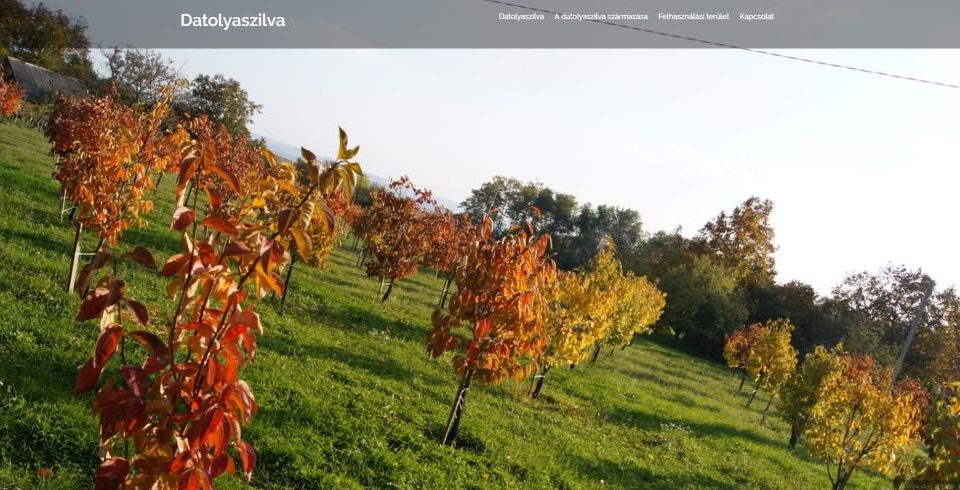 honlapkészítés Pécs, keresőoptimalizálás Pécs, weboldal készítés Pécs, weblap készítés Pécs, weblapkészítés Pécs